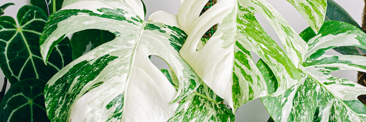 Monstera
