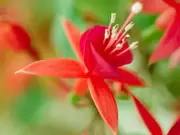 Fuchsias Fuchsias