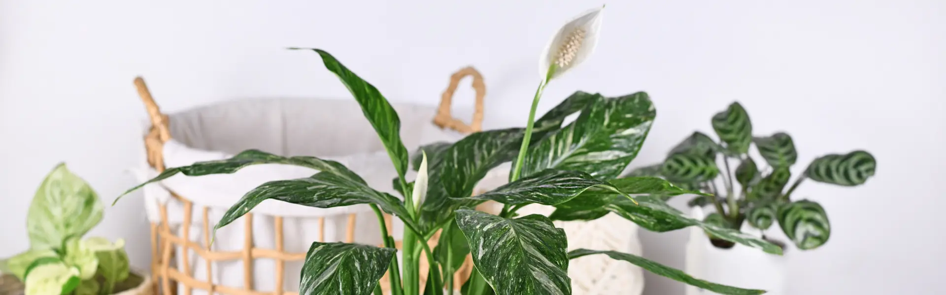 Garden Center Wemmel Garden Center Wemmel