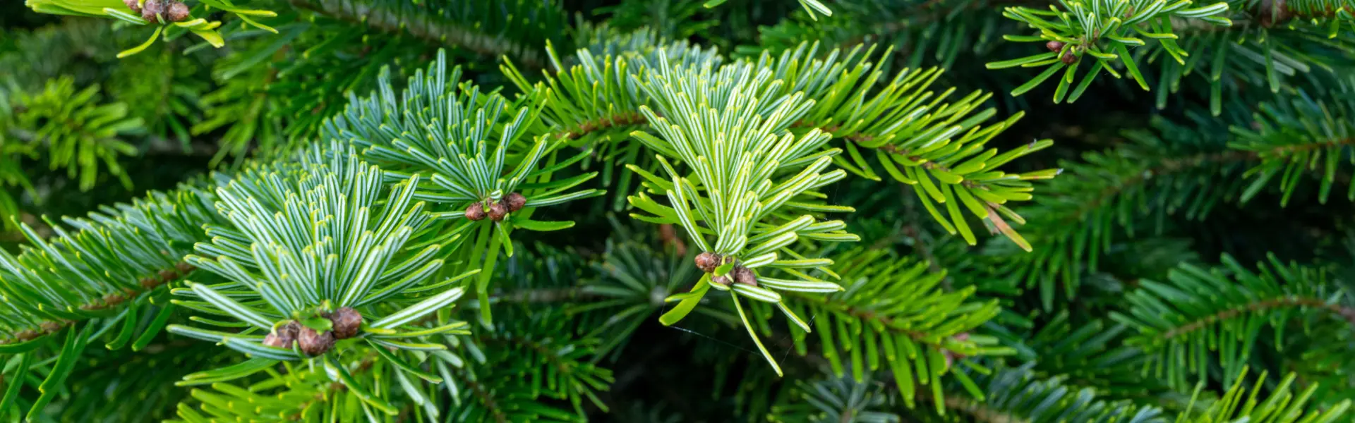 Kerstboom verkoop vanaf 23 november Onze echte kerstbomen