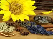 Les herbes et leur usage Les herbes et leur usage
