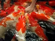 Poissons d'étang Poissons d'étang