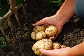 11 conseils pour le potager en août