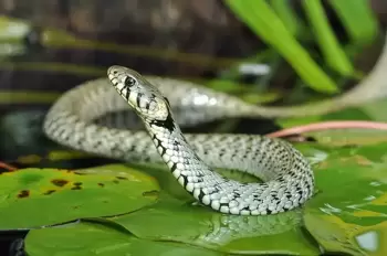 16 juillet: Journée internationale du serpent