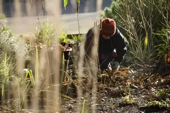 5 tips om je tuinplanten tegen vorst te beschermen