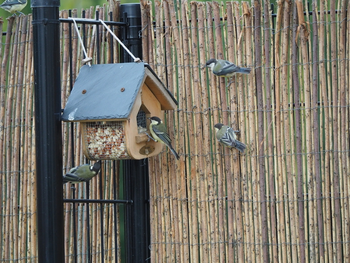 7 conseils pour nourrir les oiseaux