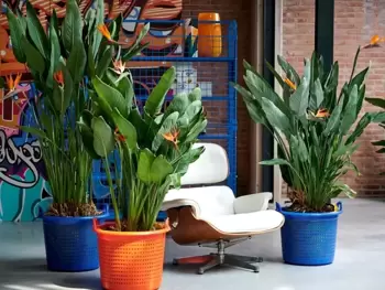 À chaque mois sa plante, septembre 2020 : le Strelitzia