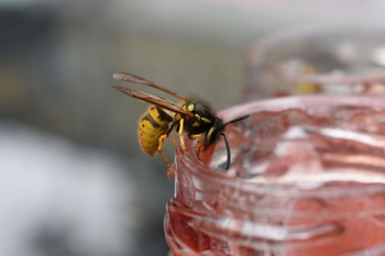 Adieu aux moustiques et aux guêpes dans la maison et le jardin