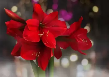 Amaryllis : la plus belle boule de Noël dans la maison !