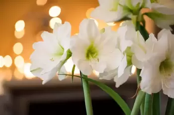 Amaryllis : plante d'intérieur, bulbe et fleur à couper du moment