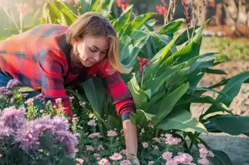 APK pour le jardin d'été (d'après)