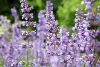 Arbres, arbustes, plantes médicinales et fleurs qui portent bonheur