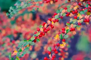 Arbustes et petits arbres qui colorent l'automne