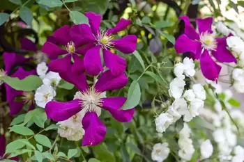 Association de plantes en or : rosier grimpant et clématite