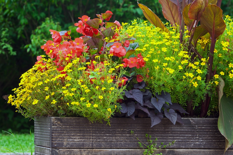 Les fleurs d'automne au jardin : le plein de couleurs !