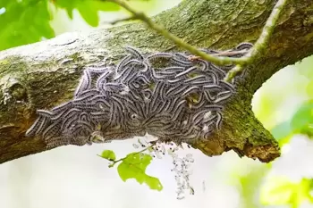 Chenille processionnaire du chêne, teigne du buis et spinelle