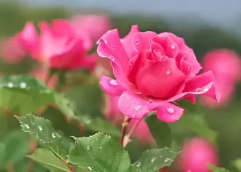 Choisir et soigner les roses et les pivoines