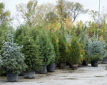 Comment choisir le sapin de Noël idéal ?