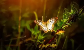 Compter les papillons et jardiner en harmonie avec les papillons