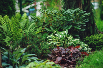 De mooiste planten voor in de schaduw