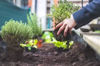 Démarrez un (petit) potager