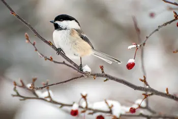 Een lekkere tuin voor vogels, egels en meer... Zo creëer je 'm!