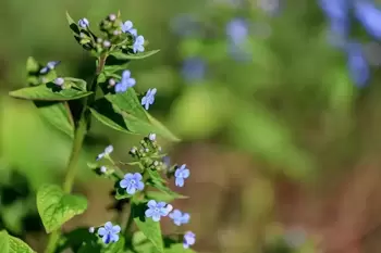 Fleurs bleu ciel pour Ascension