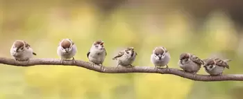 Jardiner avec les oiseaux