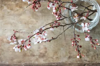 La fièvre printanière grâce aux branches en fleurs