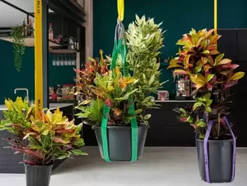 Le Croton est la plante d'interieur du mois