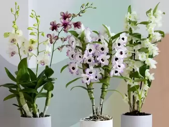 Le Dendrobium est la plante d’interieur du mois