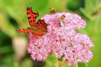 Le jour de l'Ascension : plantes de jardin avec une symbolique divine