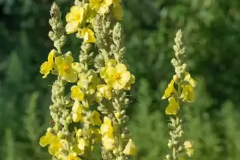 Les molènes sont des plantes idéales pour les parterres