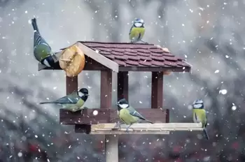 Maak een kerstbuffet voor de tuinvogels
