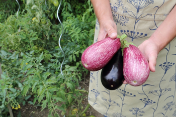 Moestuinieren in augustus