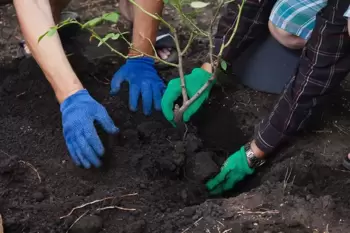 Mois de la rose d'octobre : plantation, taille et protection