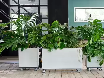 Monstera: Plante d'intérieur du mois de juillet