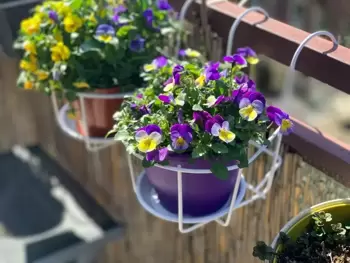 Ode aux violettes : la note joyeuse pour le jardin, la terrasse et le balcon