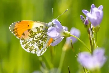 Pinksterbloemen en een wilde bloemenweide