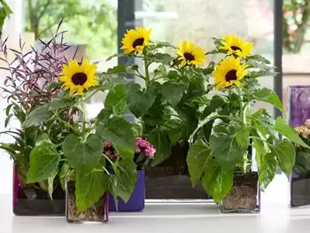 Plante d'intérieur juin 2019: tournesol