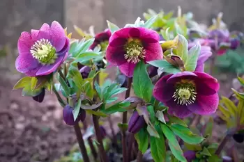 Plante de jardin du mois de janvier : la rose de Noël