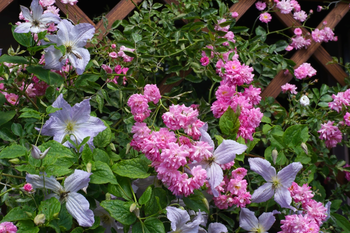 Plantes de jardin et en pot aux senteurs estivales