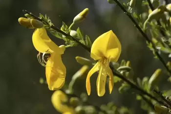 Plantes et arbustes pour le jardin côtier