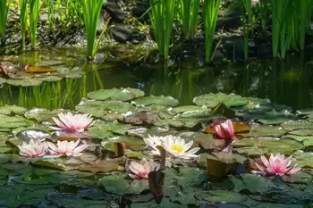 Préparez le bassin pour l'été