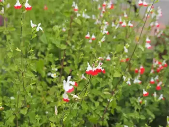 Salvia : plante de jardin du moment