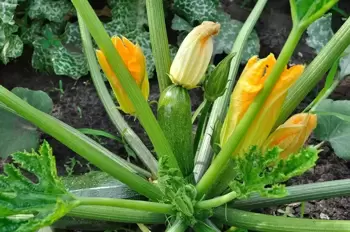 Semer des courgettes, des citrouilles et des concombres