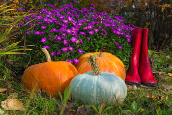 Septembre: 15 conseils de jardinage
