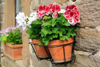 Top in pot, binnen én buiten: de Pelargonium!