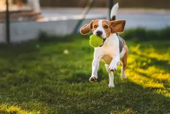 Tout pour la journée des animaux dans le centre de jardinerie