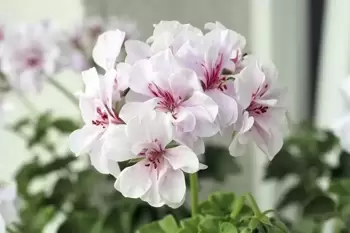 Vive le géranium en pot ! (Pelargonium)